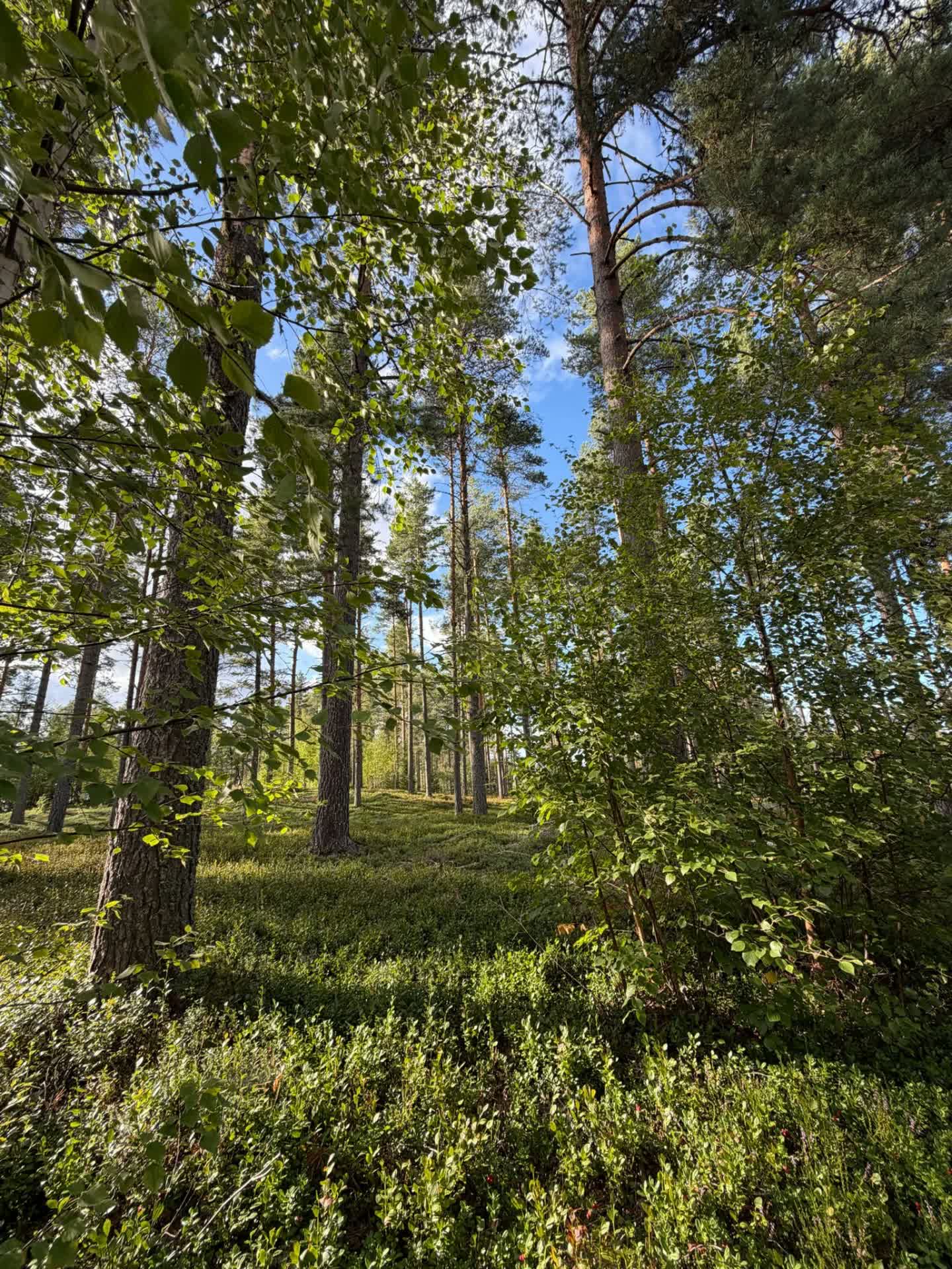 The sunlit forest path through Dalarna pines