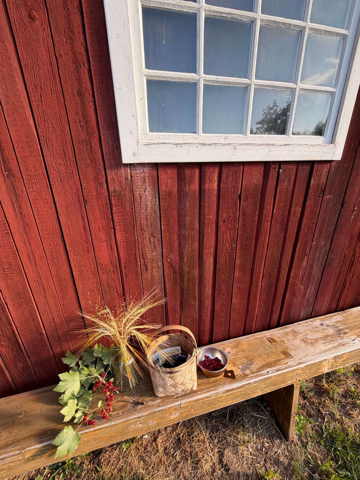 A weathered bench with herbs and a berry basket against the red wall